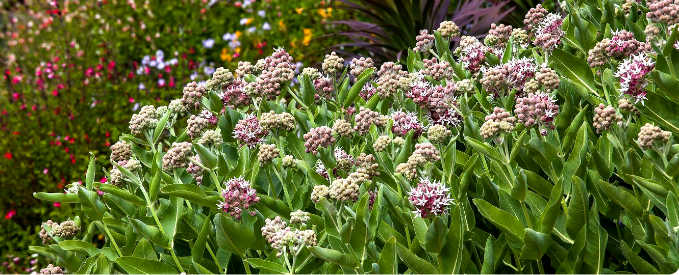 Asclepias speciosa (Showy milkweed)