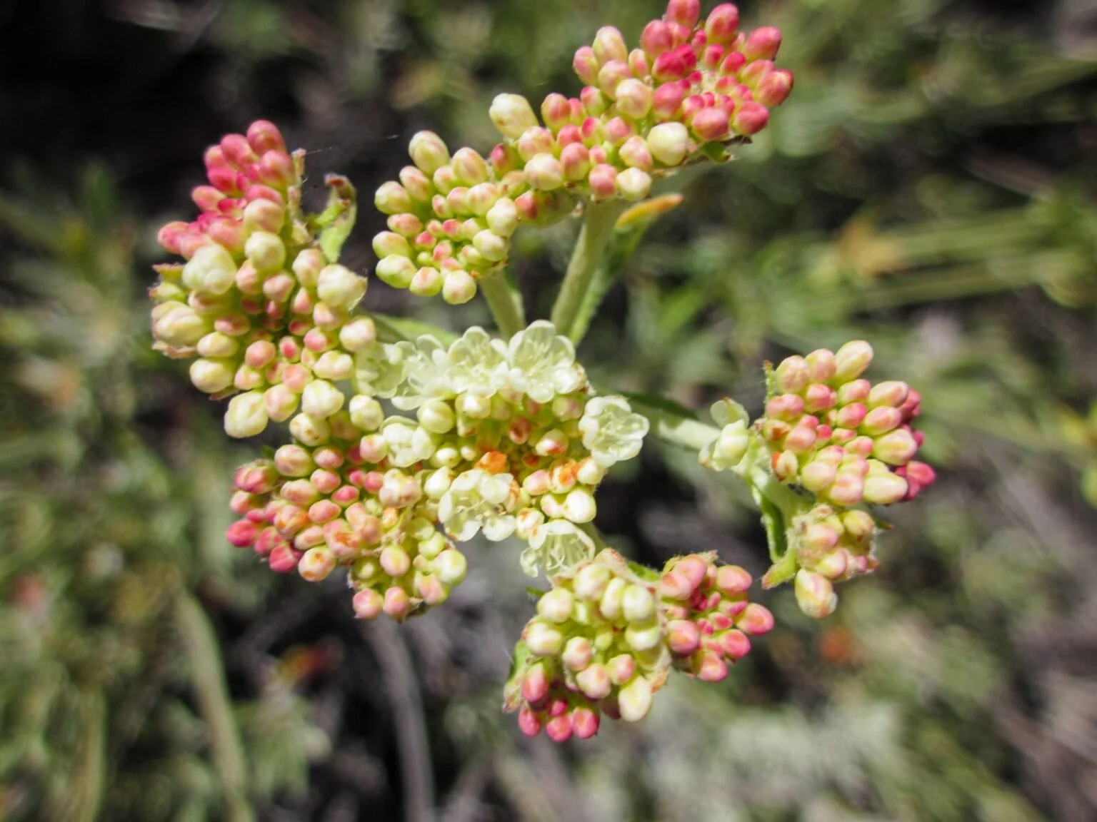 Wyeth buckwheat flower.jpg