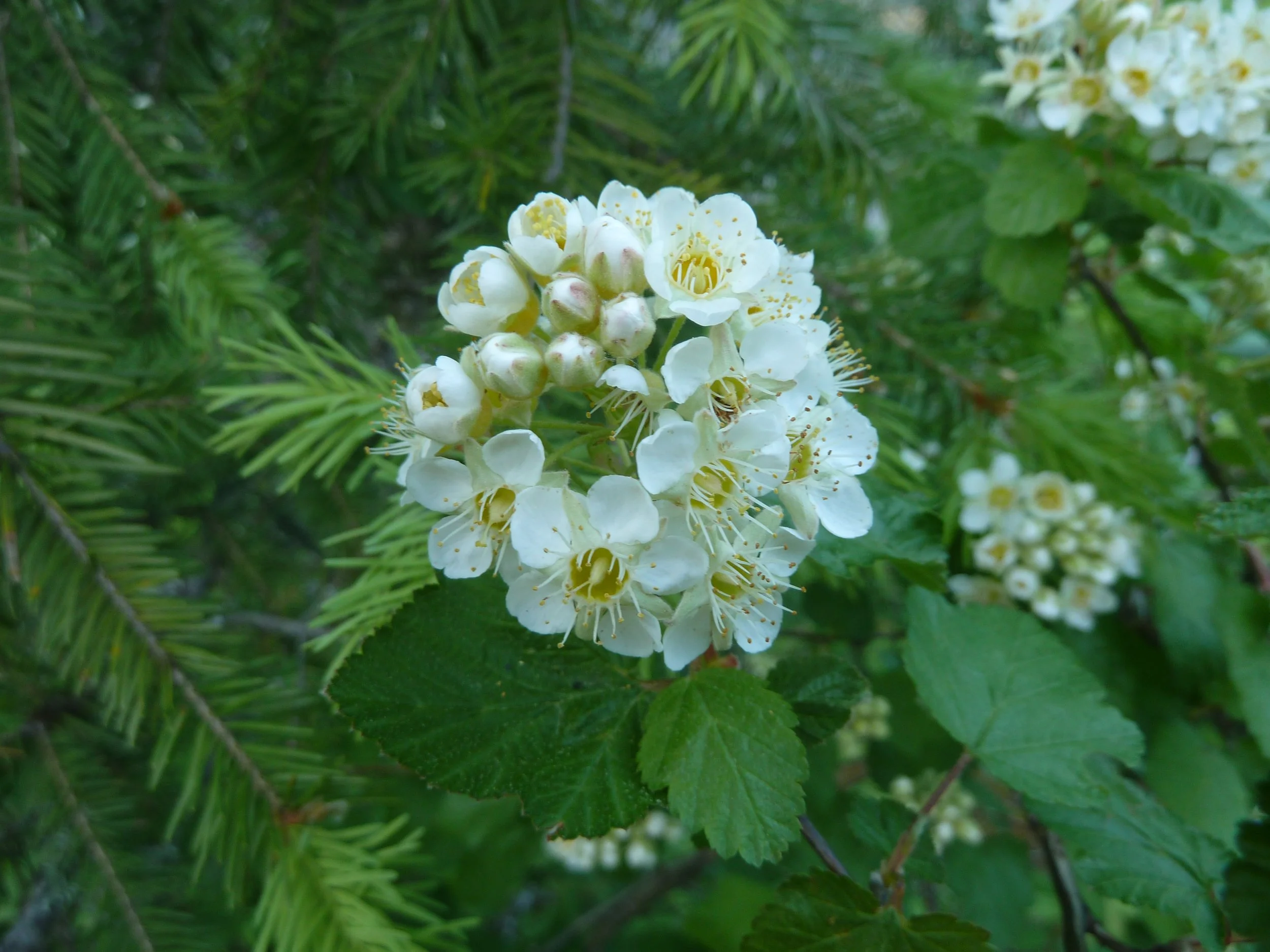 Mallow-ninebark-4.jpg