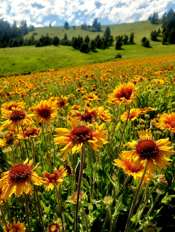 Gaillardia aristata (Common blanketflower)