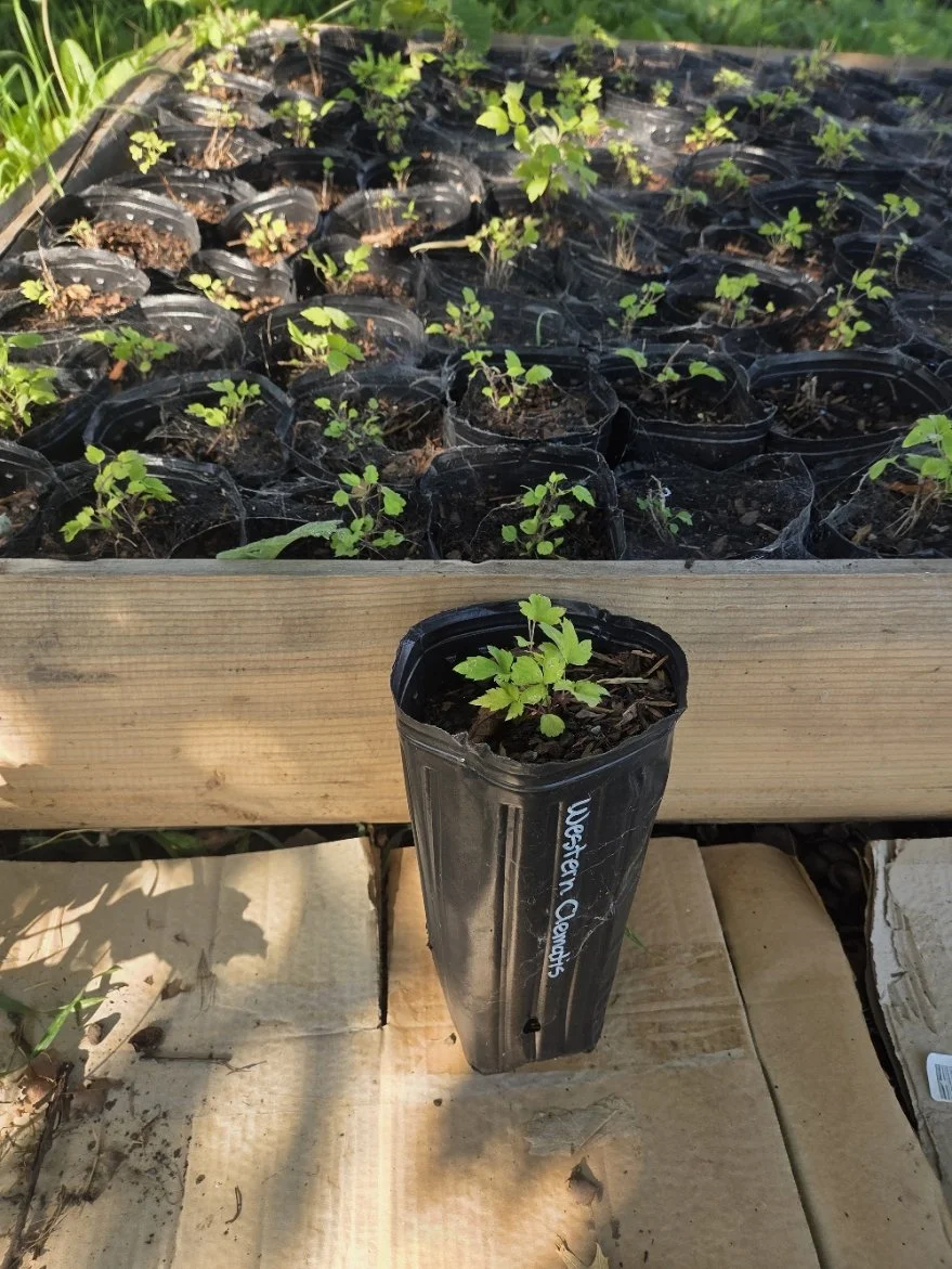 Western clematis pots.jpg