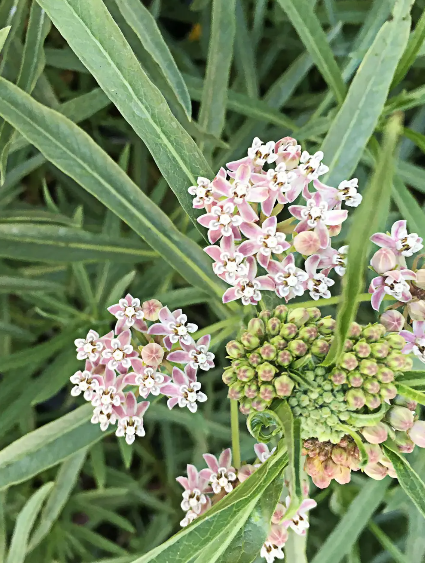 Asclepias fascicularis (Narrow leaf milkweed)