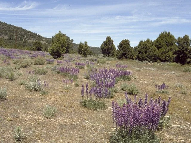 Lupinus polyphyllus (Large-leaf lupine)