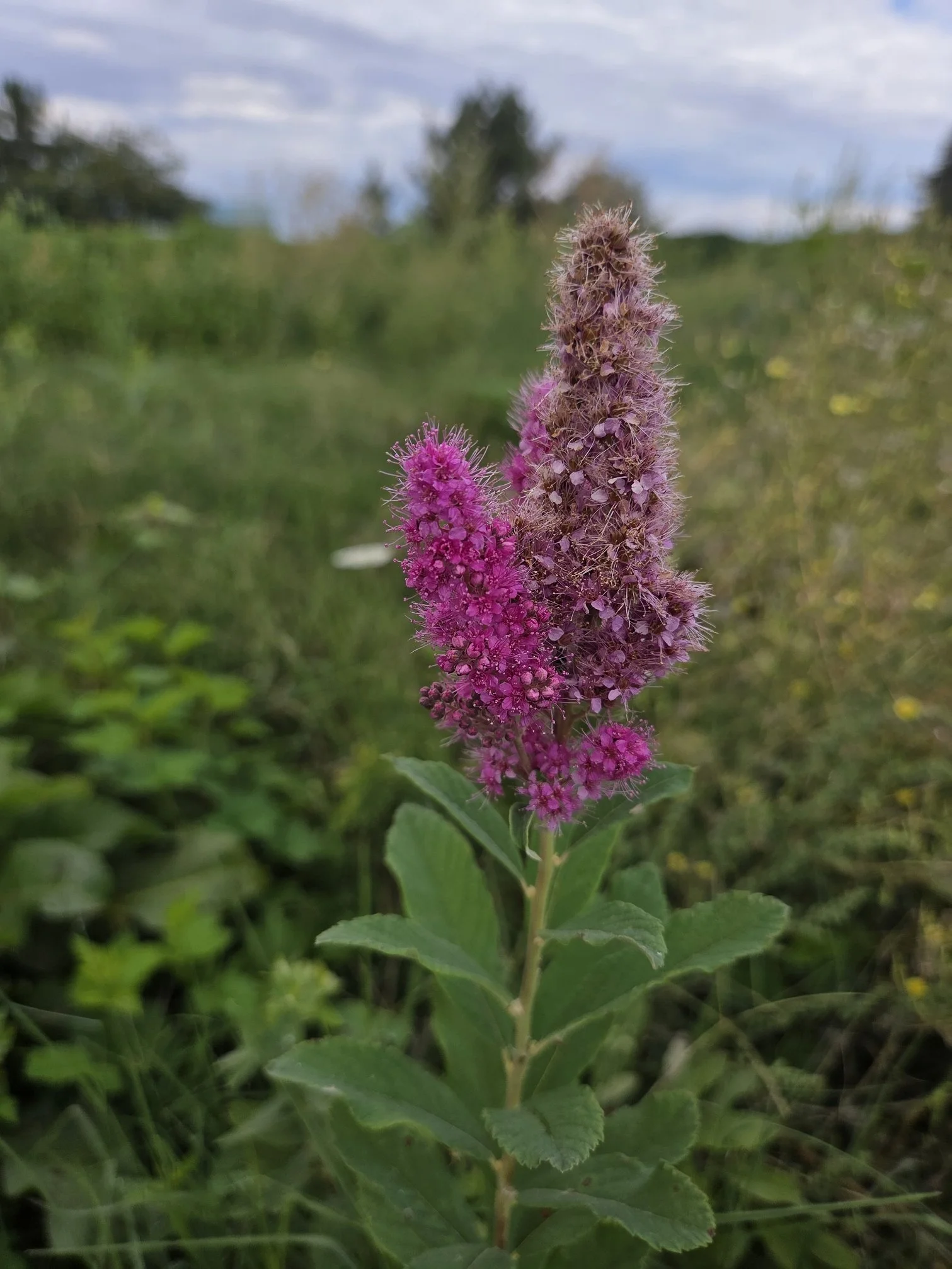 Douglas spirea flower.jpg
