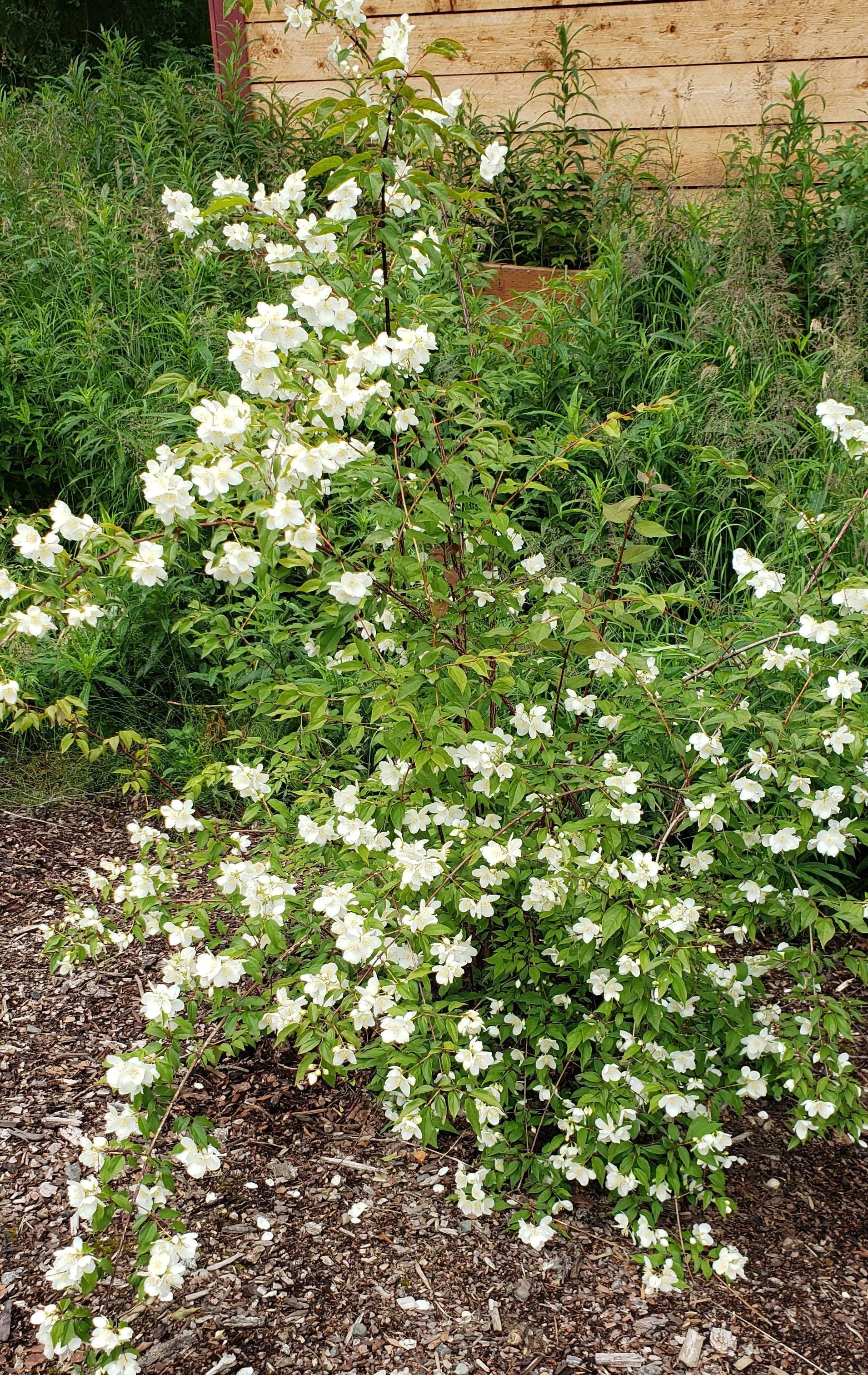 mock orange.jpg