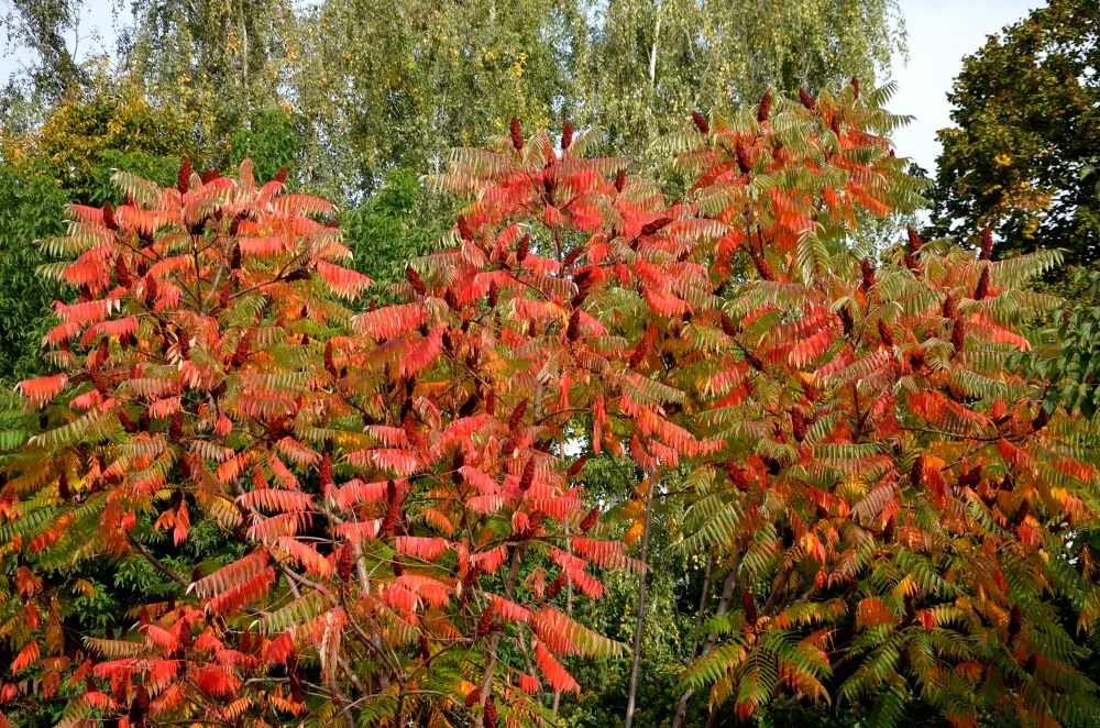 Rhus glabra (Smooth sumac)