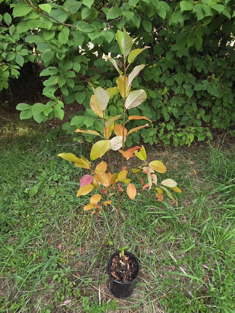 Chokecherry 1 gallon.jpg