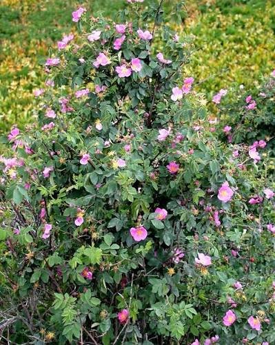 Woods' rose.jpg