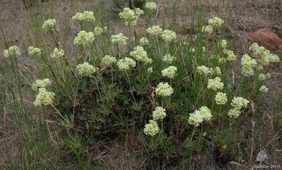 Wyeth buckwheat wide.jpg