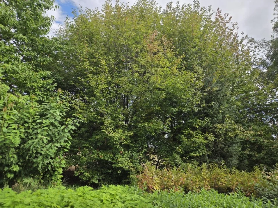 Prunus virginiana (Chokecherry)