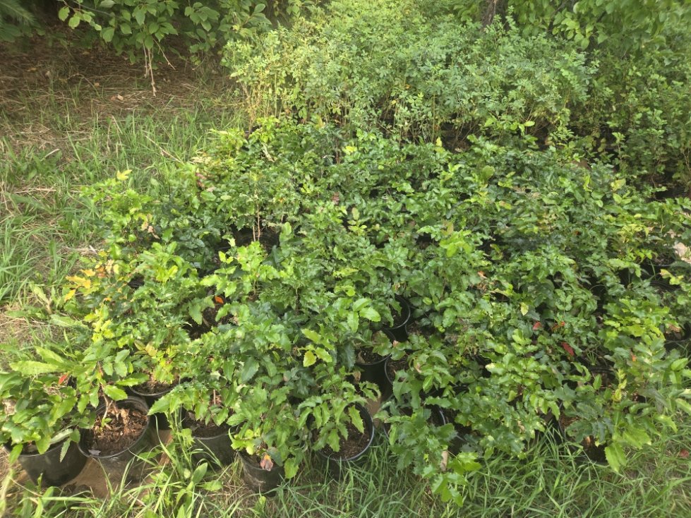 Tall Oregon grape  .jpg