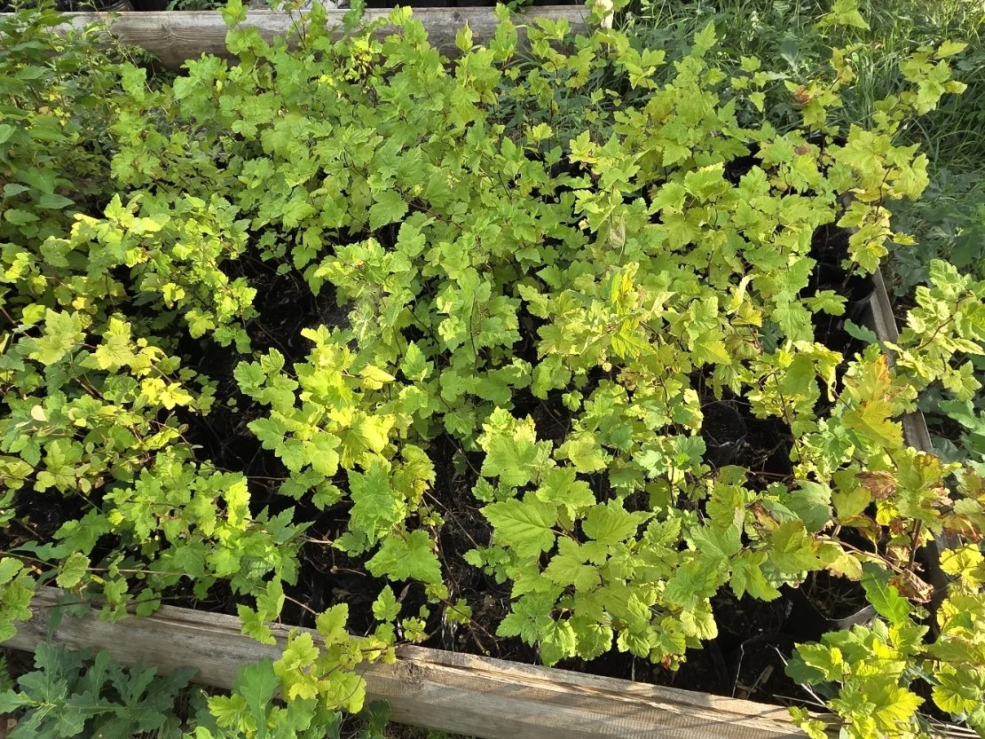 Mallow ninebark treepots.jpg