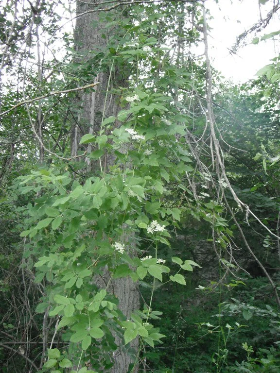 Clematis-ligusticifolia-vine.jpg