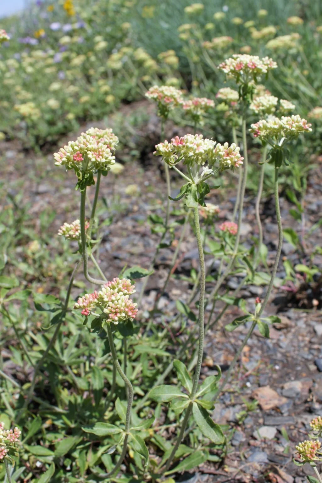 Eriogonum heracleoides (Wyeth buckwheat)