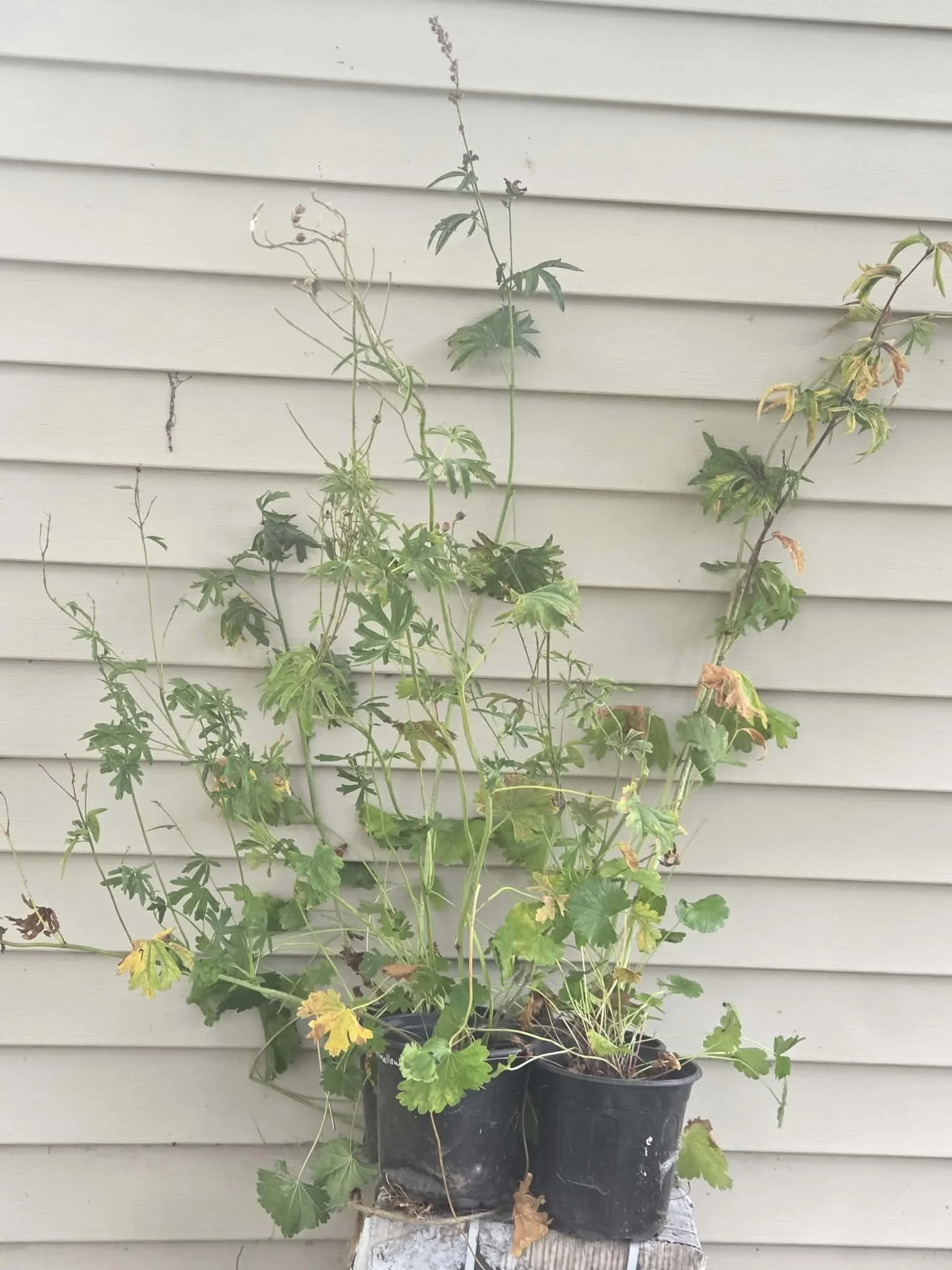 Henderson's checkermallow several pots.jpg