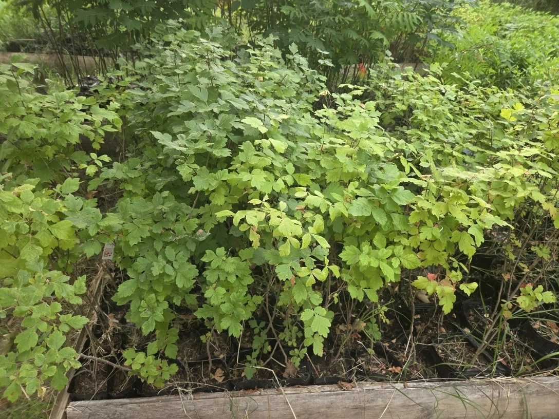 Three-leaf sumac treepots.jpg