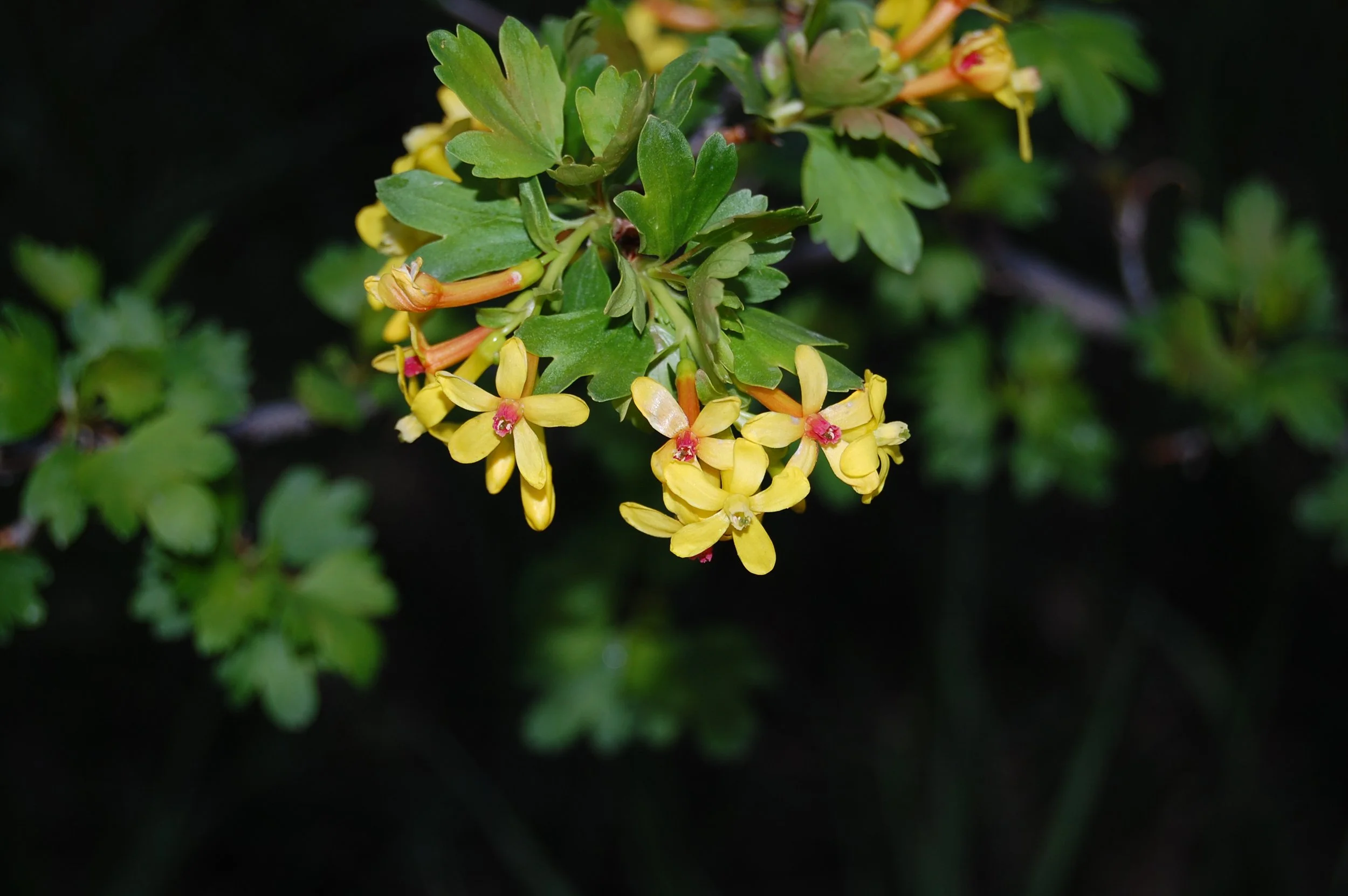 Ribes aureum (Golden currant)