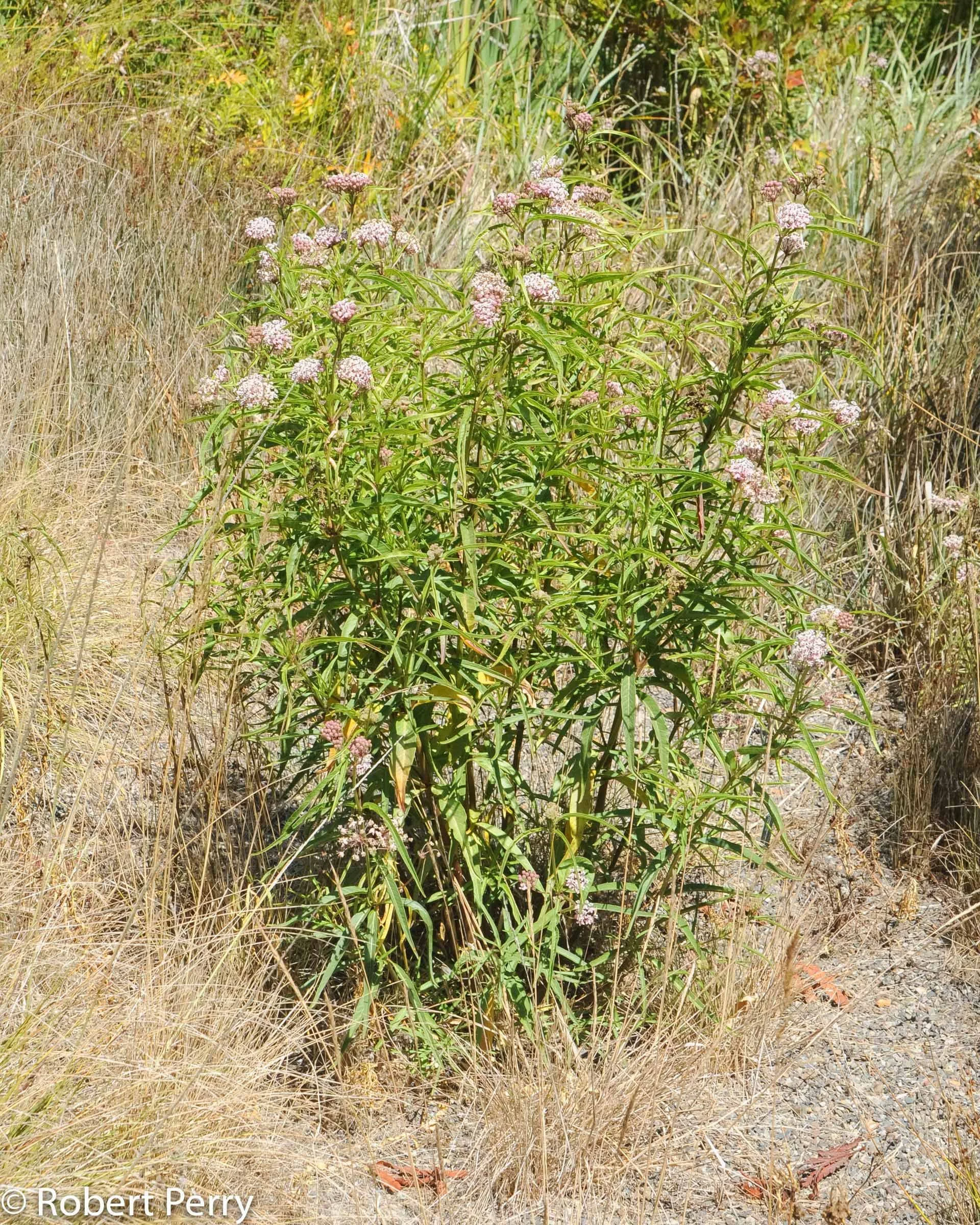 narrow leaf milkweed.jpg
