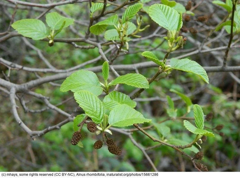 alnus-rhombifolia-id15661286-cc-by-nc.jpg