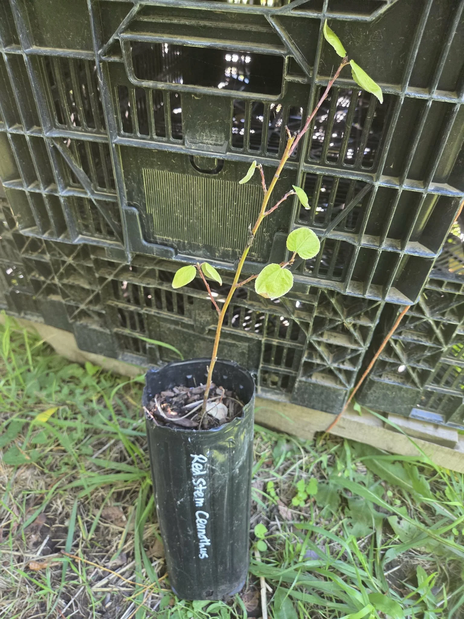 red-stem ceanothus.jpg