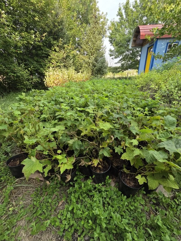 Thimbleberries.jpg