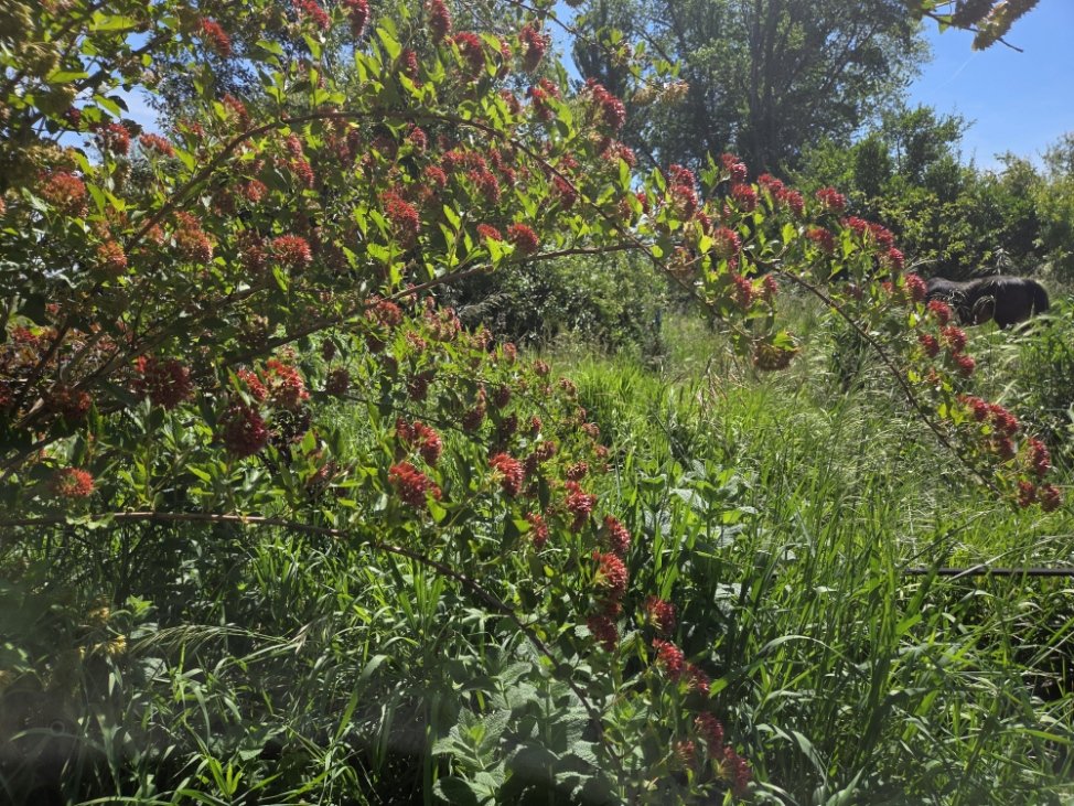 Physocarpus capitatus (Pacific ninebark)