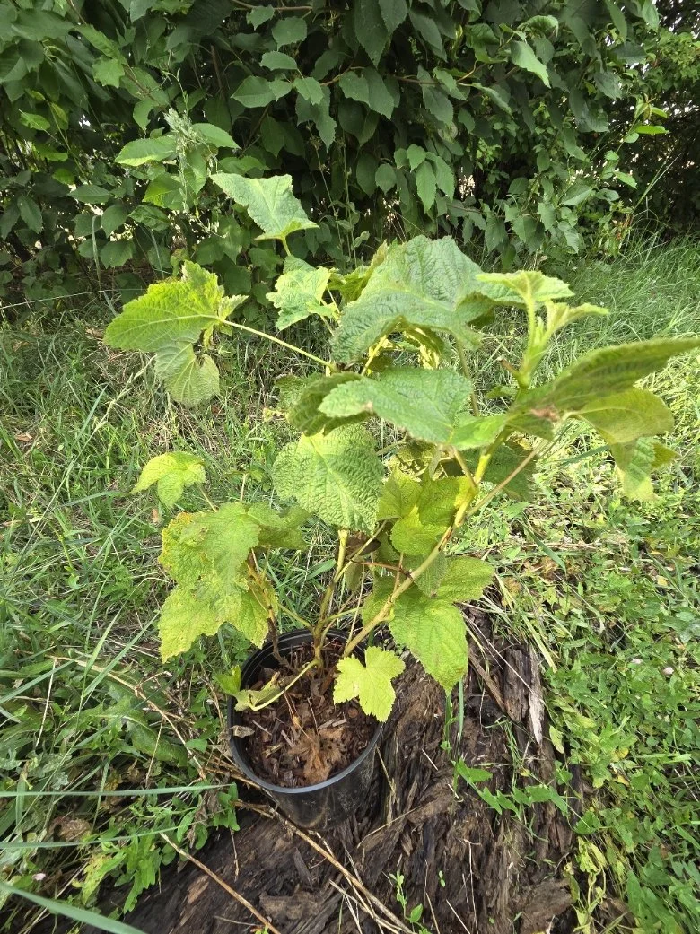Thimbleberry 1 gallon.jpg