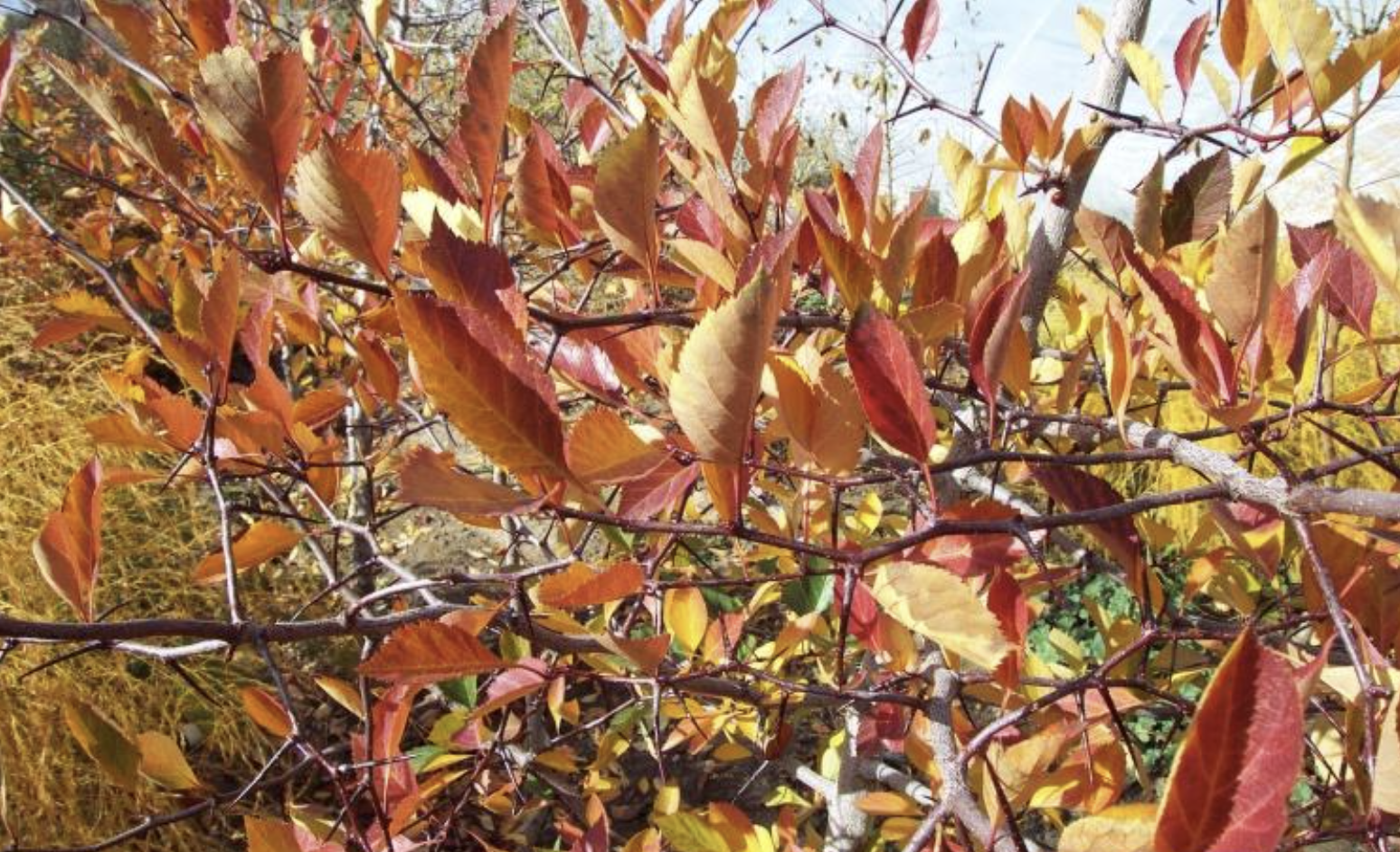 Douglas hawthorn fall color.png