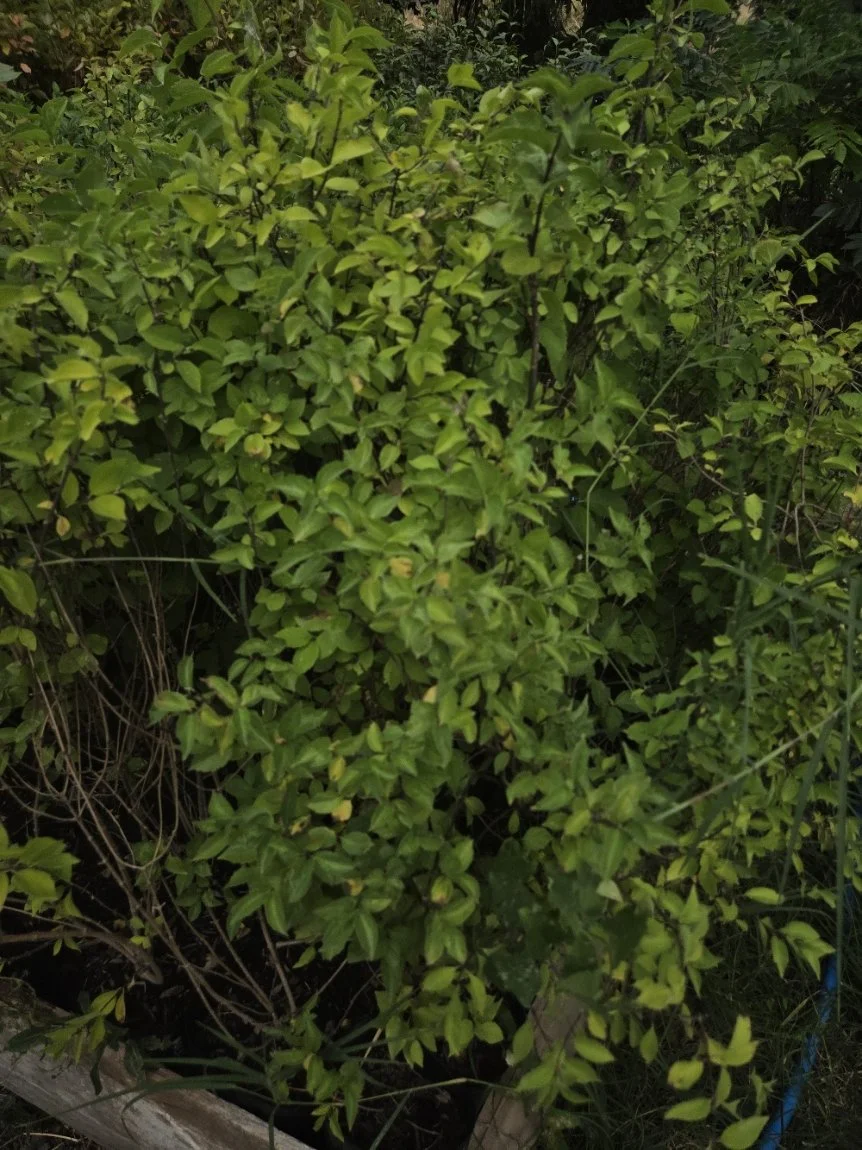 Mock orange.jpg