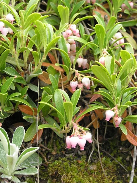 Arcostaphylos uva-ursi (Kinnikinnick)