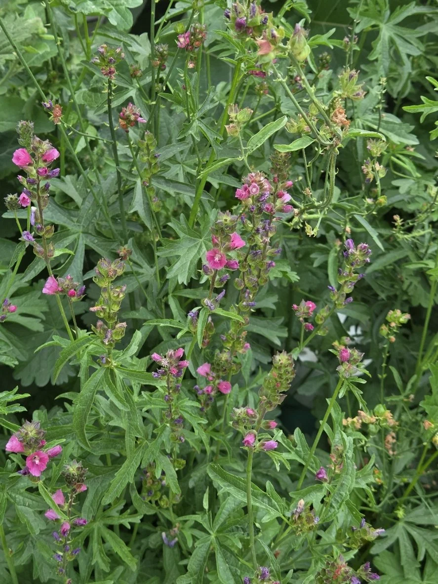 Green leafy plant with pink and purple flowers.