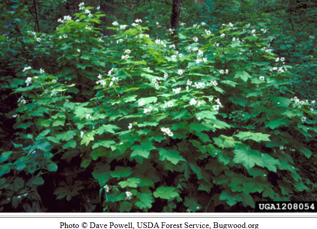 Thimblebery bush.png