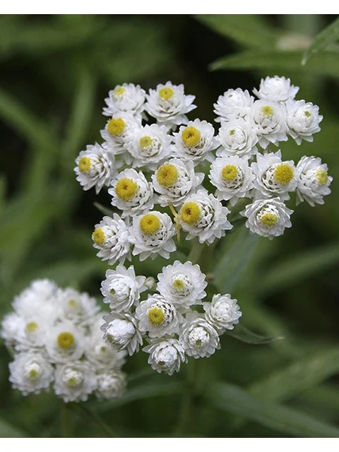 Anaphalis margaritacea (Pearly everlasting)