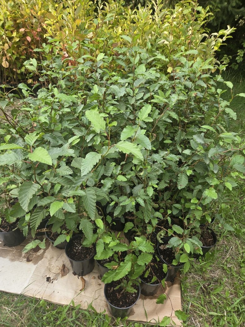 White alder 1 gallon.jpg