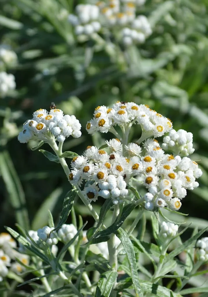 Pearly everlasting