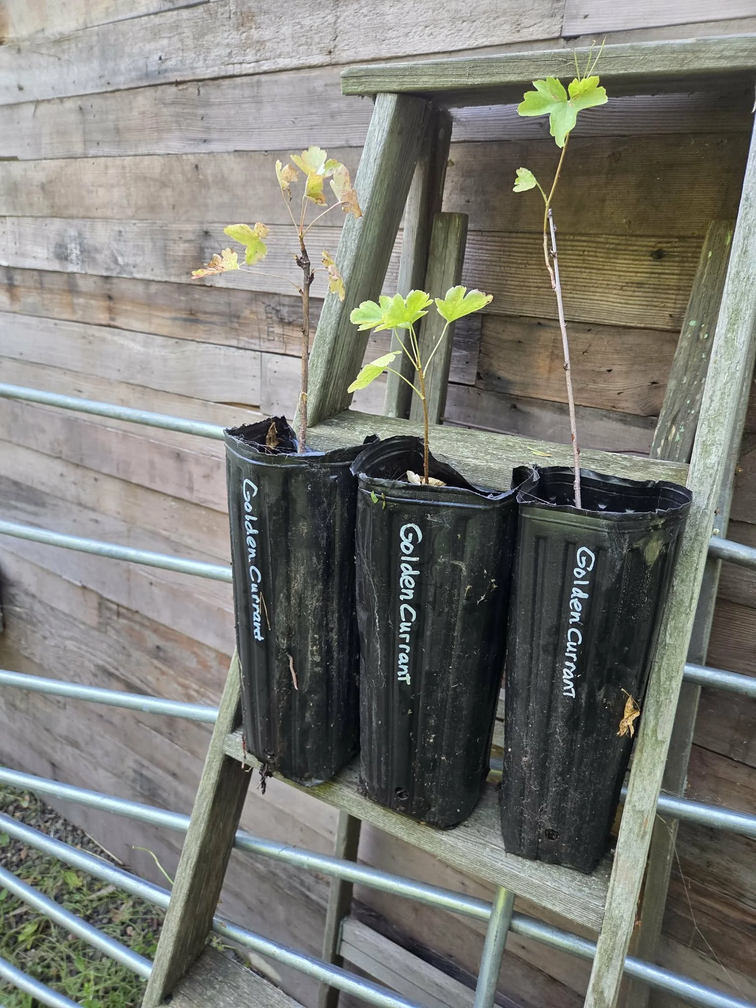 Golden currants varied in treepots2.jpg