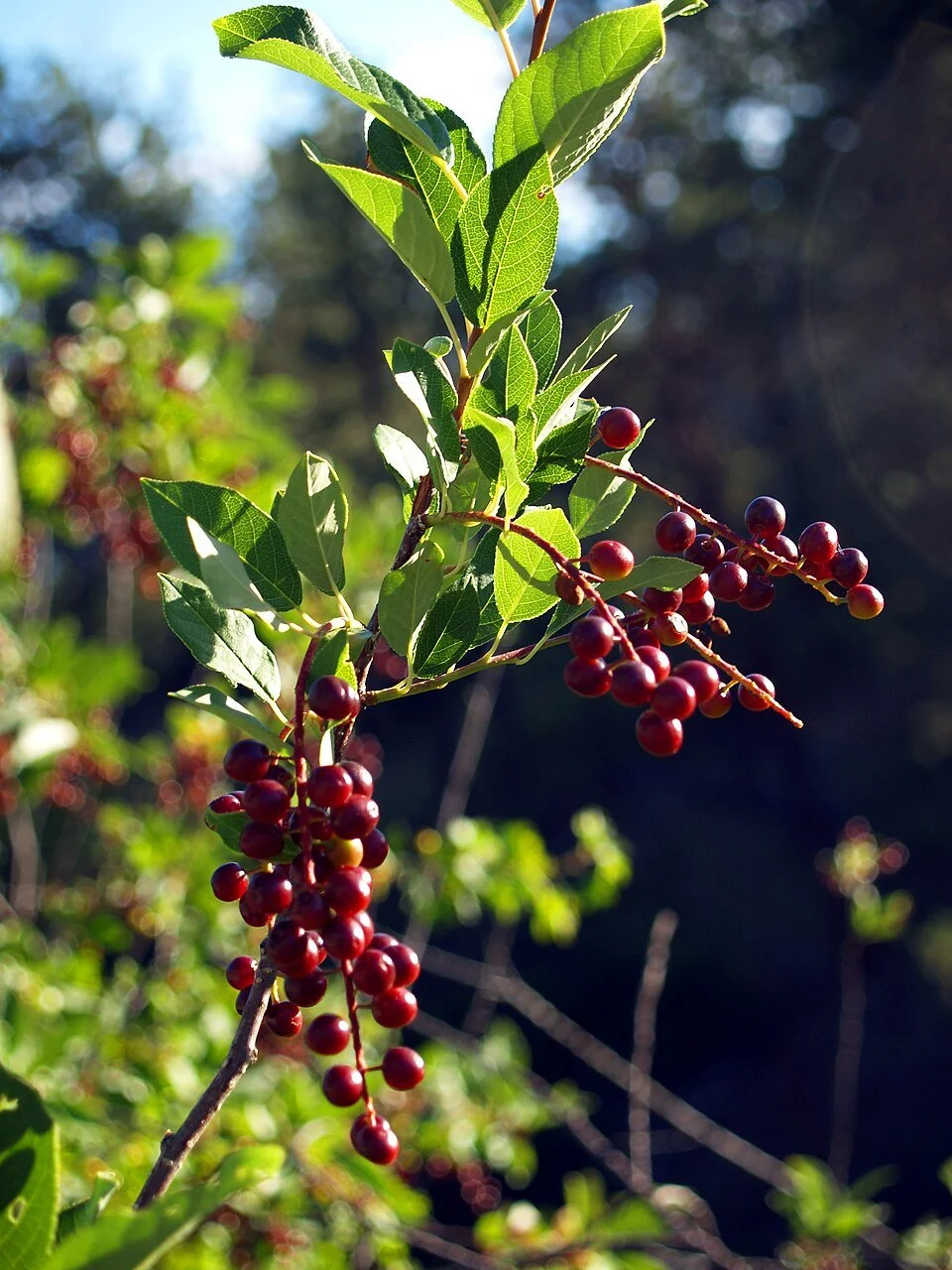 chokecherry berries.jpg