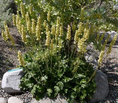 Heuchera cylindrica (Round-leaved alumroot)