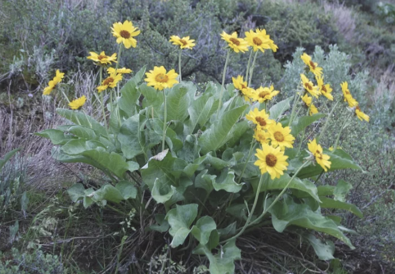 Wildflower seed mix (.5 ounce)