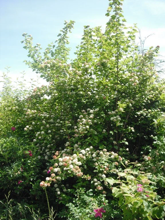 Pacific Ninebark.jpg