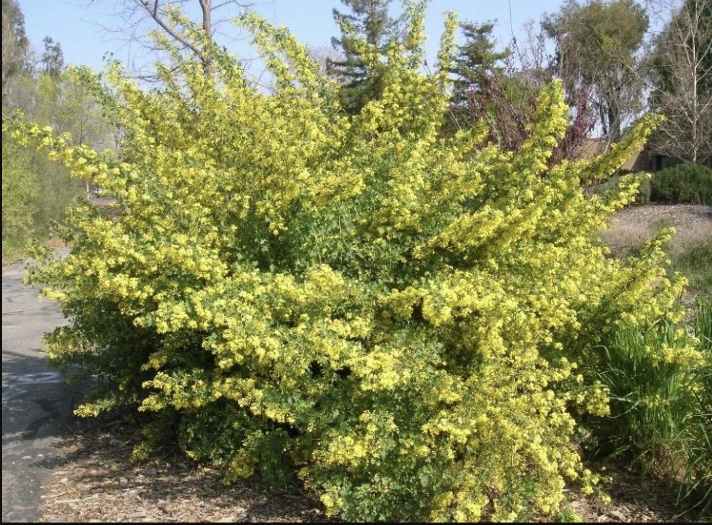 Golden currant.jpg