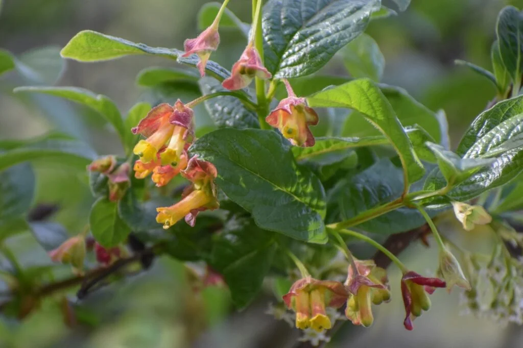 Twinberry_LoniceraInvolucrata_April4_2_1870-scaled-1024x682.jpeg
