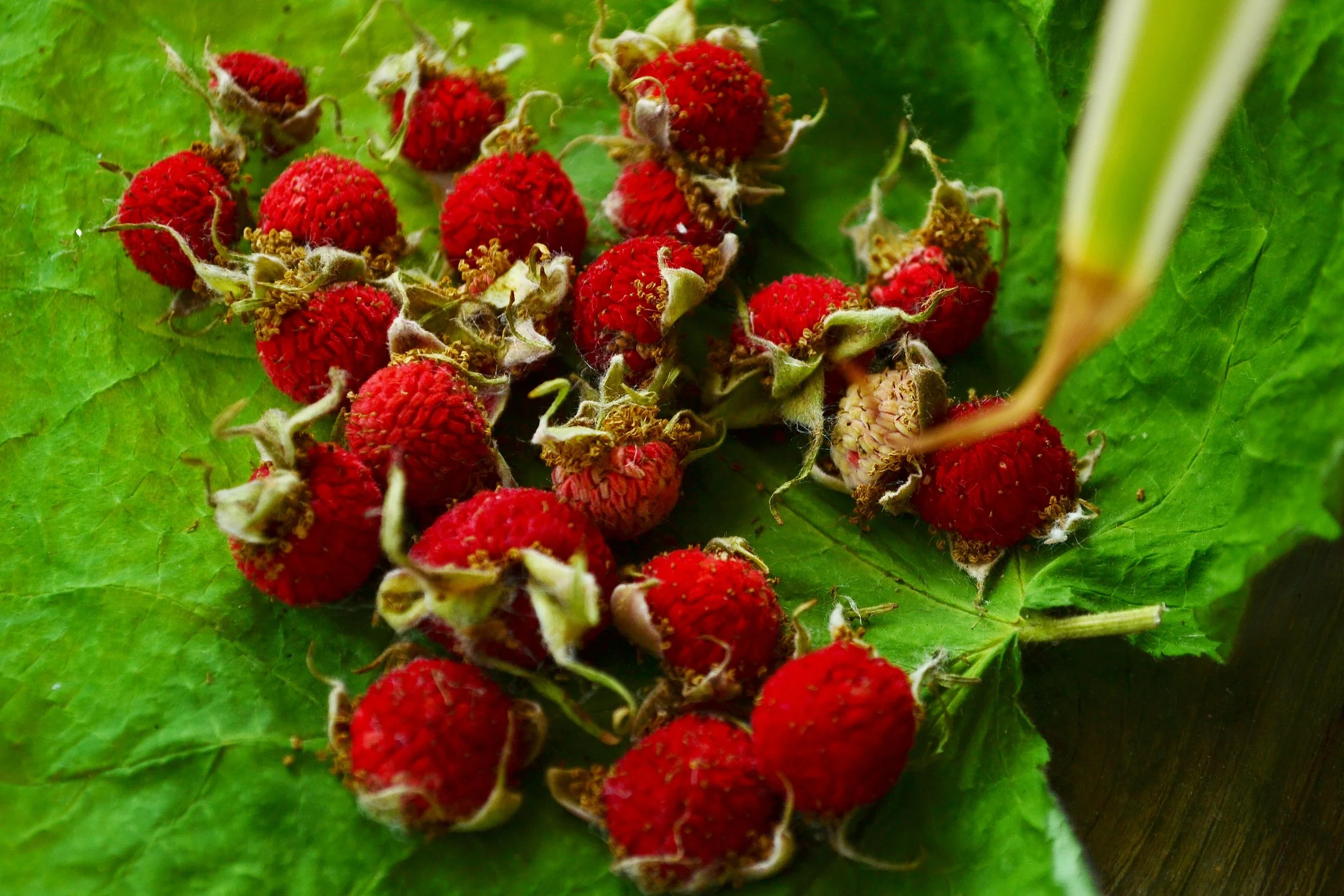 Rubus parviflorus (Thimbleberry)