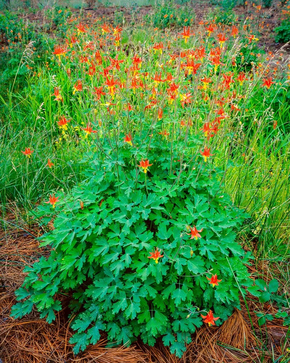 Western columbine