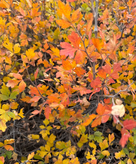 Three leaf sumac.png