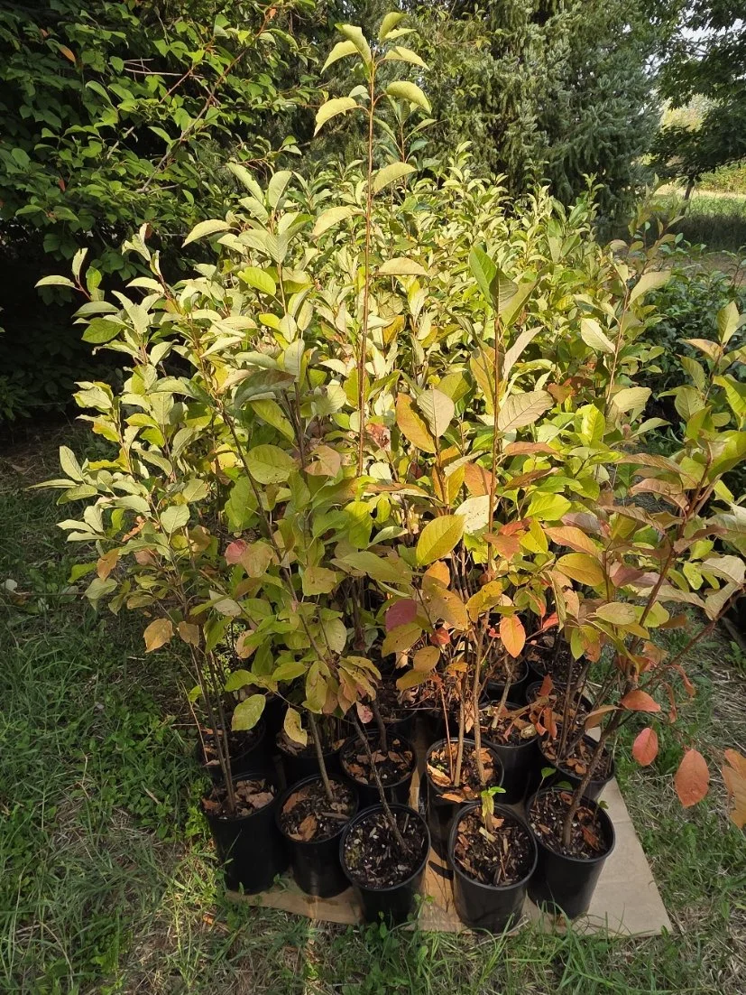Chokecherries 3-4 feet.jpg