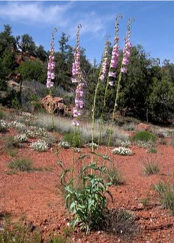 Penstemon palmeri (Palmer's penstemon)