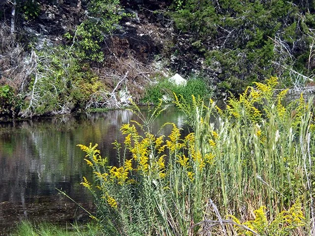 Goldenrod thicket.jpg
