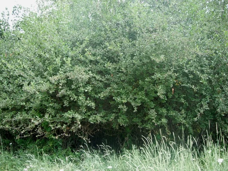 Douglas hawthorn hedge.jpg