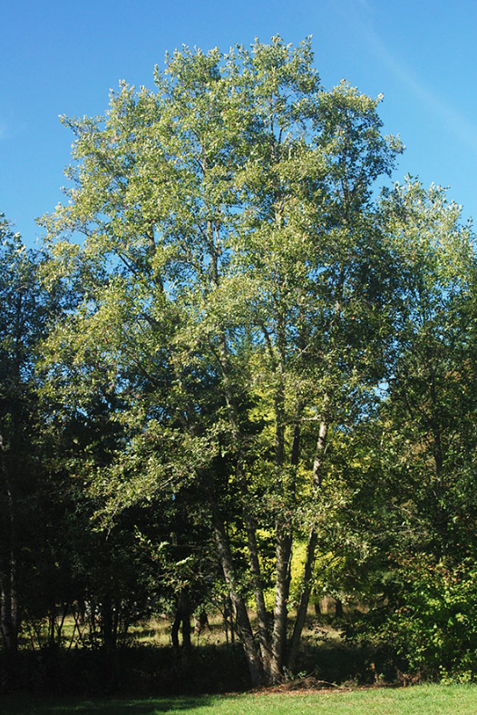 Alnus rhombifolia (White alder)
